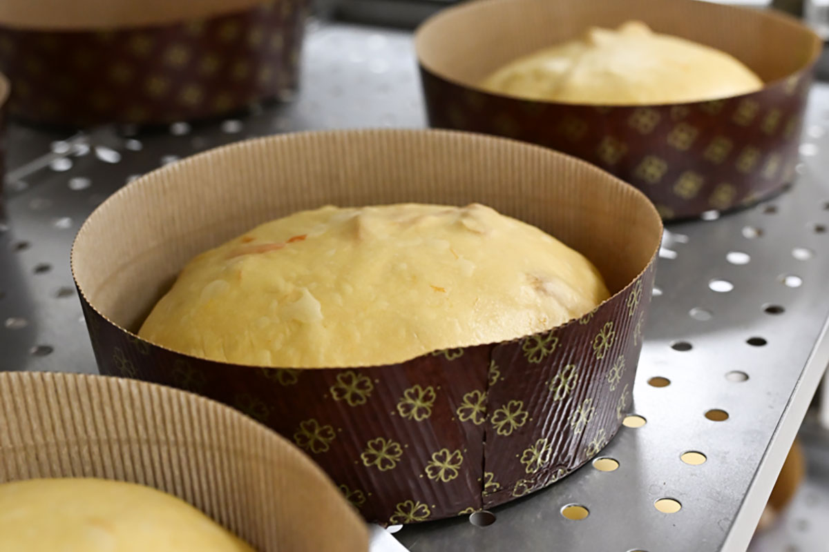 Lievitazione panettoni artigianali nella nostra pasticceria a Bergmao